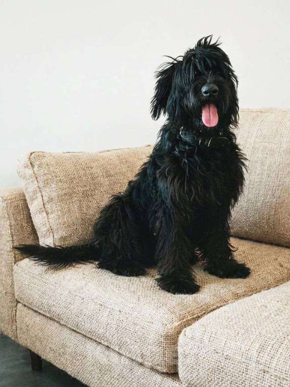 Собаки в Москве: Ризеншнауцер, щенок в в дар в надежные руки Девочка, Бесплатно - фото 1