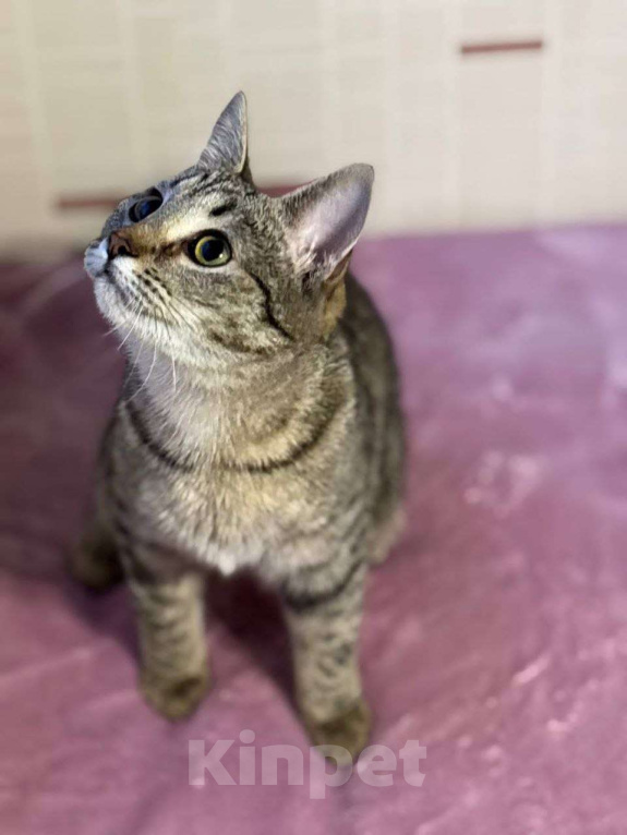 Кошки в Москве: Малышка Виталина ищет дом Девочка, Бесплатно - фото 8