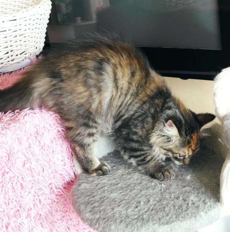 Кошки в Новосибирске: Harley Quinn  Девочка, 70 000 руб. - фото 3