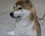 Собаки в Тобольске: Вязка, 32 000 руб. - фото 1