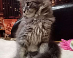 Кошки в Батайске: Котята Мейн Куна., 10 руб. - фото 7