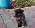 Кошки в Батайске: Котята ищут добрых хозяев Девочка, 10 руб. - фото 2