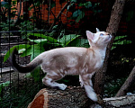 Кошки в Симферополе: Бенгальский котенок Мальчик, 12 000 руб. - фото 3
