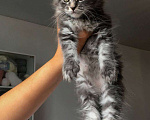 Кошки в Барнауле: Котята Мейн-Кун Девочка, 15 000 руб. - фото 2