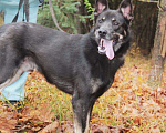 Собаки в Зеленограде: Арчи ищет дом Мальчик, Бесплатно - фото 7