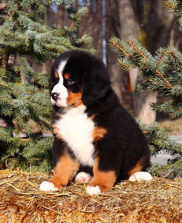 Собаки в Москве: Щенок Бернского Зенненхунда Мальчик, Бесплатно - фото 7