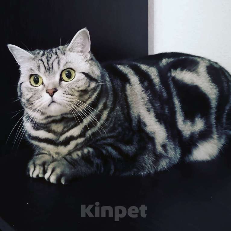 Кошки в Казани: Отдам кошку в добрые руки Девочка, Бесплатно - фото 1
