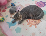 Кошки в других городах Московской области: Котёнок в добрые руки❤️ Мальчик, Бесплатно - фото 5