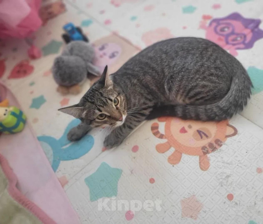 Кошки в других городах Московской области: Котёнок в добрые руки❤️ Мальчик, Бесплатно - фото 5