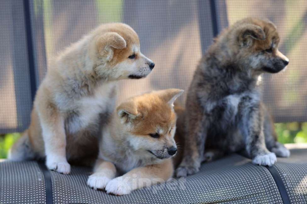 Собаки в Ижевске: Девочка 4 мес ждёт пап и мам Девочка, Бесплатно - фото 3