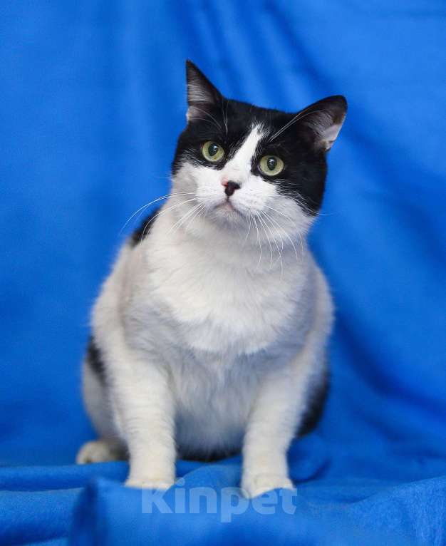 Кошки в Москве: Баюн, кот из сказок Пушкина Мальчик, Бесплатно - фото 4