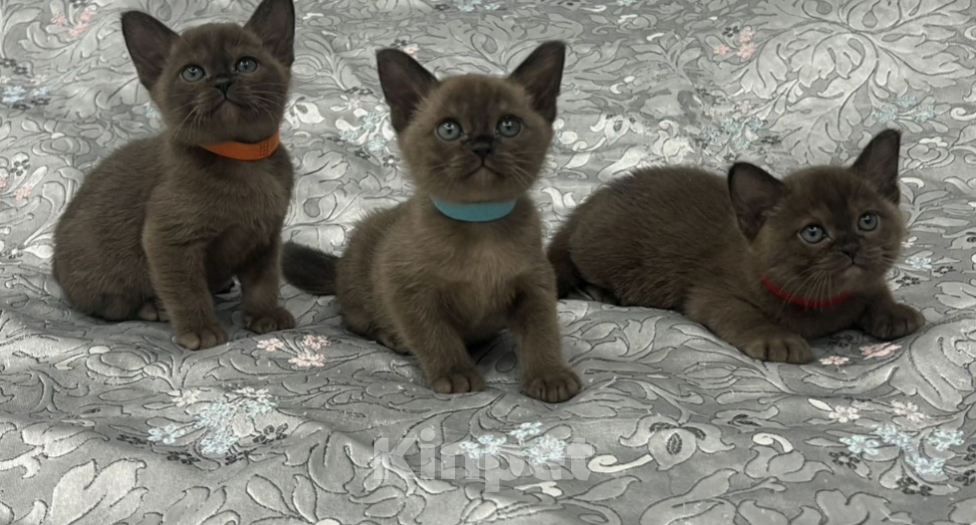 Кошки в Астрахани: Бурманские котята Девочка, 45 000 руб. - фото 3