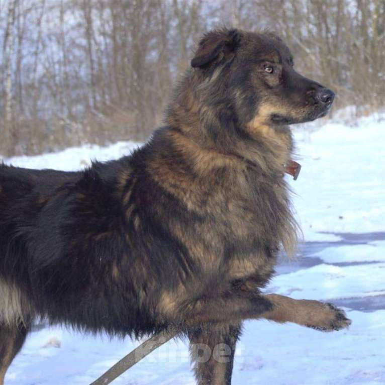 Собаки в Москве: Михась Мальчик, Бесплатно - фото 3