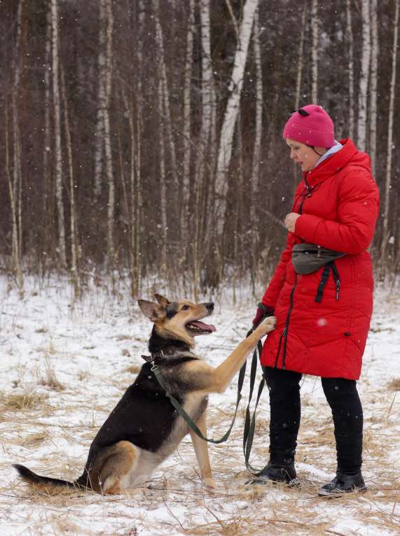 Собаки в Ногинске: Джесси Девочка, Бесплатно - фото 5