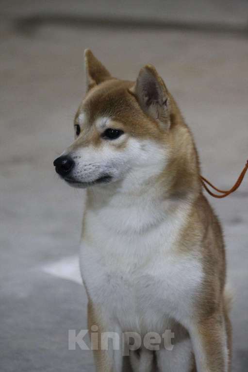 Собаки в Тобольске: Вязка, 32 000 руб. - фото 1