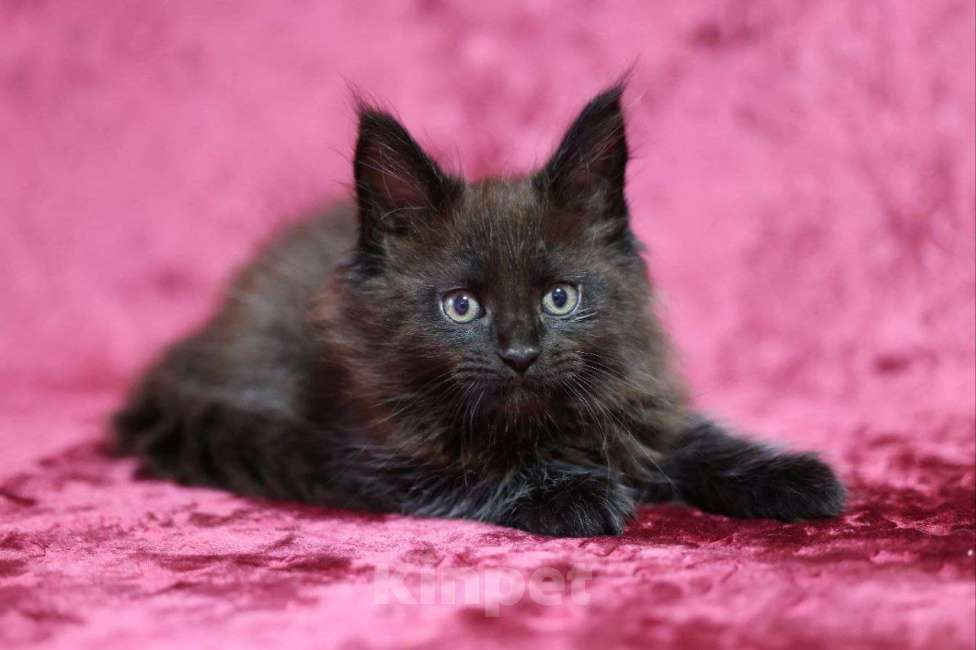 Кошки в Санкт-Петербурге: Ниссан Мальчик, 50 000 руб. - фото 3