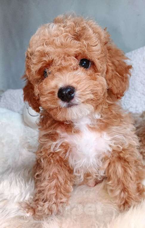 Собаки в Москве: Мальтипу мальчик Спрингл Мальчик, 100 000 руб. - фото 7