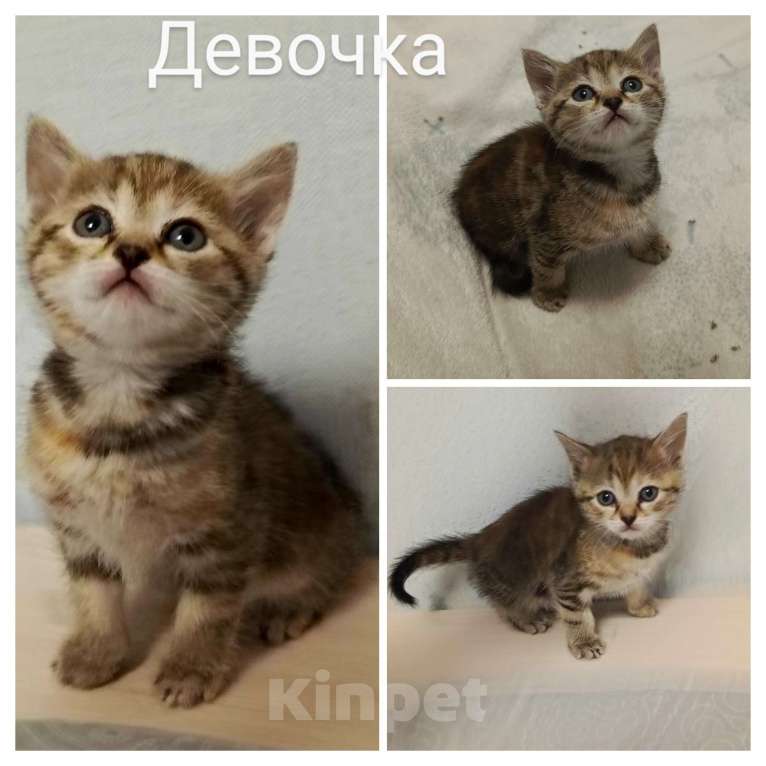 Кошки в Новосибирске: Мраморные котията  Мальчик, 7 000 руб. - фото 5