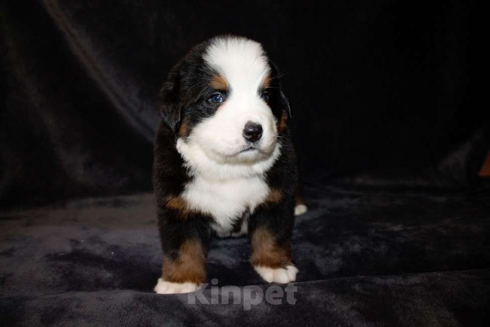 Собаки в других городах Московской области: Бернский зенненхунд Мальчик, 100 000 руб. - фото 2