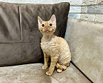 Кошки в Москве: девон рекс котик рыжий Мальчик, 65 000 руб. - фото 4