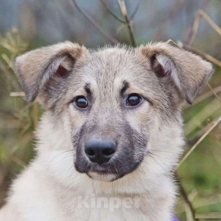 Собаки в Наро-Фоминске: Лорд якутенок в добрые руки Мальчик, Бесплатно - фото 7
