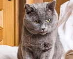 Кошки в Москве: Ласковый красавец голубого окраса Серый ищет дом Мальчик, 1 руб. - фото 10