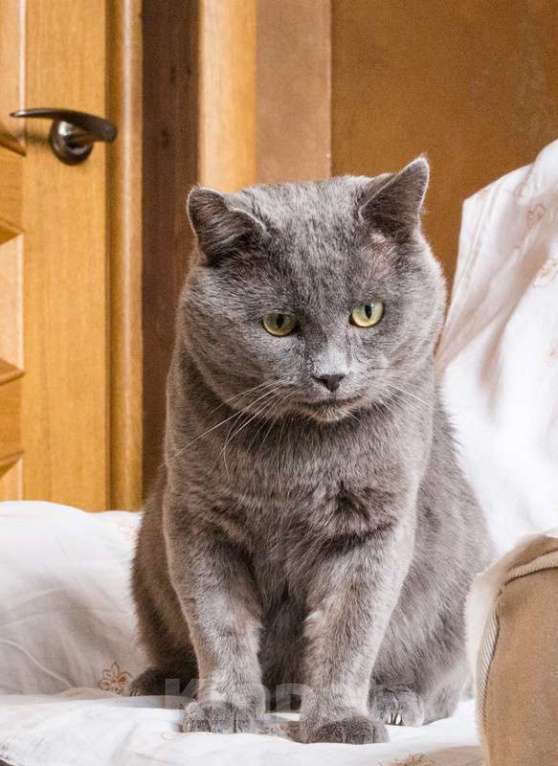 Кошки в Москве: Ласковый красавец голубого окраса Серый ищет дом Мальчик, 1 руб. - фото 10