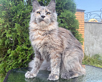 Кошки в Чехове: Мейн-кун котенок Девочка, 40 000 руб. - фото 5