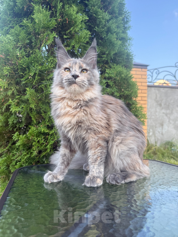 Кошки в Чехове: Мейн-кун котенок Девочка, 40 000 руб. - фото 5