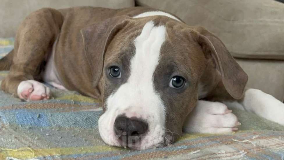 Собаки в Кемерово: Девочка Американского стафордширского терьера Девочка, 30 000 руб. - фото 2