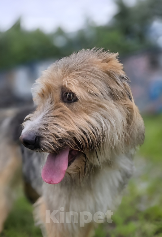 Собаки в Королеве: Малыш Нельсон ждет! Мальчик, Бесплатно - фото 1