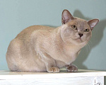 Кошки в Москве: Бурма - лиловый котик Мальчик, 25 000 руб. - фото 3