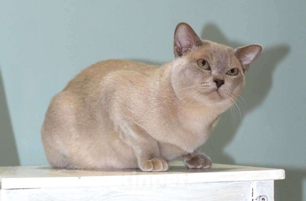 Кошки в Москве: Бурма - лиловый котик Мальчик, 25 000 руб. - фото 3