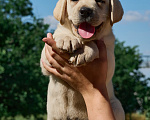 Собаки в Вольске: Лабродетки Мальчик, 55 000 руб. - фото 2