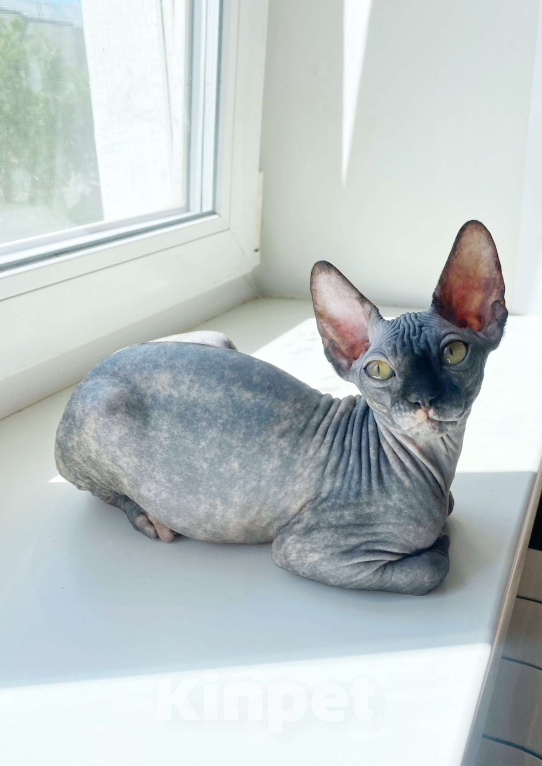 Кошки в Ореховом-Зуево: Канадский сфинкс котёнок девочка Девочка, 55 000 руб. - фото 2