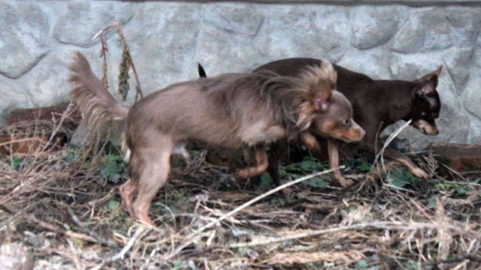 Собаки в Волгограде: Эксклюзивный - Мальчик лиловый длинношерстный Мальчик, 50 000 руб. - фото 6