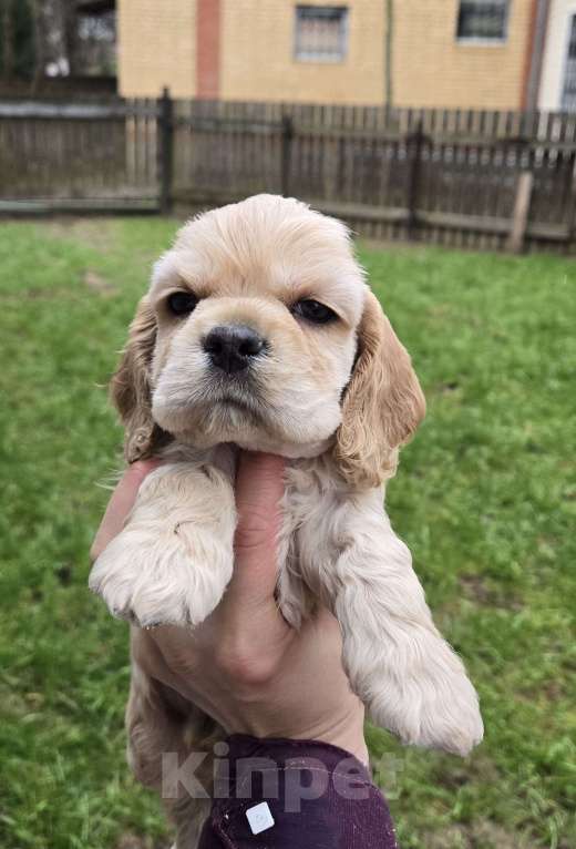 Собаки в Пушкино: Щенок американского кокера рыжего окраса.  Мальчик, 50 000 руб. - фото 1