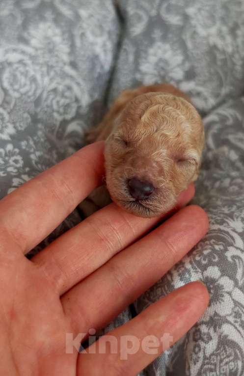 Собаки в Дмитрове: Девочка той пудель. Девочка, 80 000 руб. - фото 3