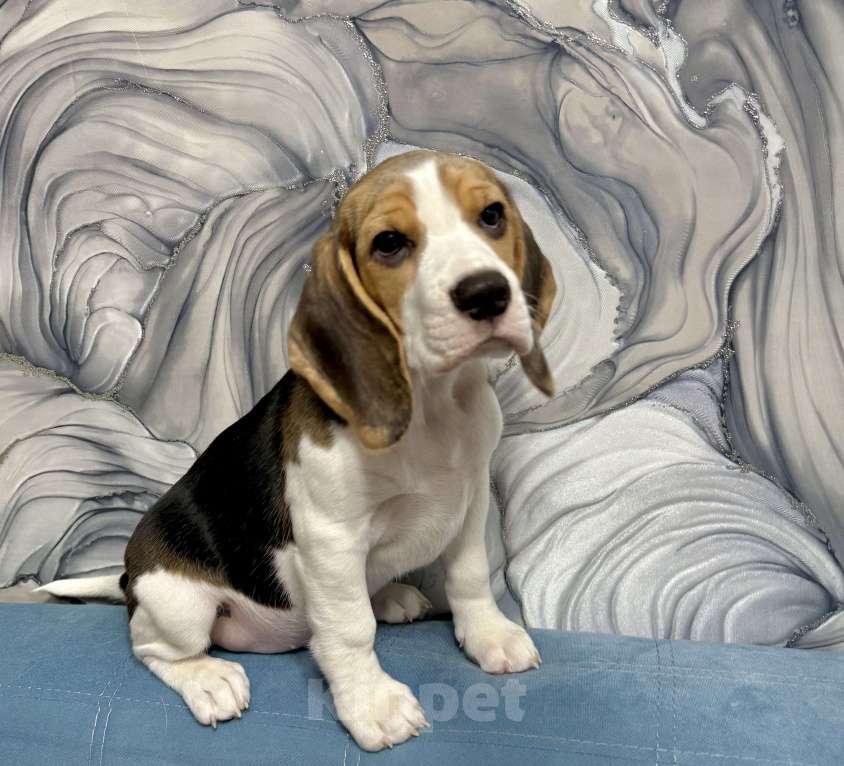 Собаки в Москве: Щенки Бигль Мальчик, 45 000 руб. - фото 8