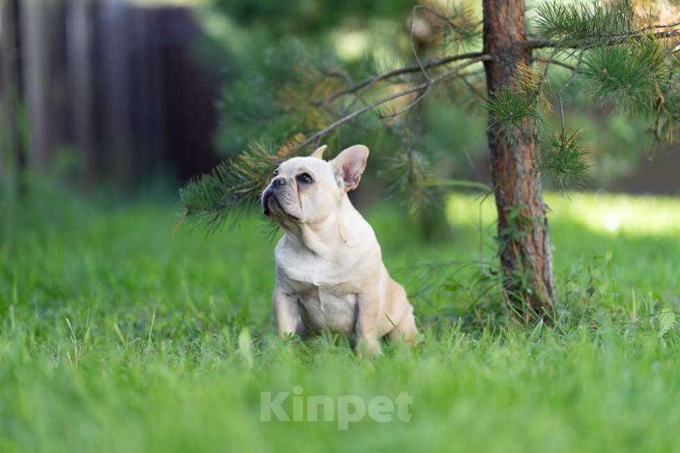 Собаки в других городах Московской области: Лора бесподобная девочка Девочка, 150 000 руб. - фото 2