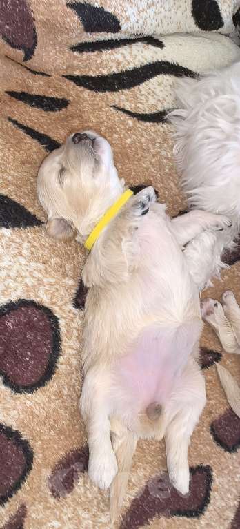 Собаки в Тюмени: Мальтипу f1 Девочка, 90 000 руб. - фото 3