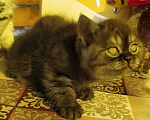 Кошки в Ярославле: Шикарный британский котик Мальчик, Бесплатно - фото 6