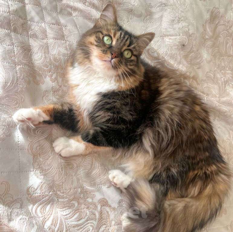 Кошки в Москве: Василиса осталась совсем одна, потеряв свою хозяйку 💔 Девочка, Бесплатно - фото 2