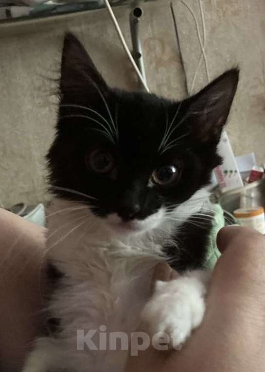 Кошки в Туле: Ласковая кошечка 2.5 месяца  Девочка, Бесплатно - фото 2