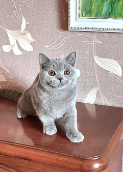 Британский котенок