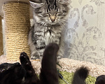 Кошки в Санкт-Петербурге: Котенок в добрые руки бесплатно Девочка, Бесплатно - фото 7