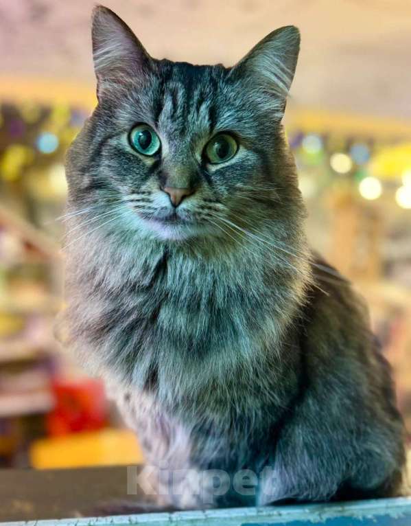 Кошки в Москве: Пушистая милая кошечка в добрые руки Девочка, Бесплатно - фото 5