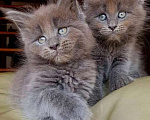 Кошки в Москве: Котята Мейн-кун Мальчик, Бесплатно - фото 5