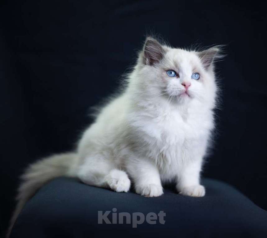 Кошки в Санкт-Петербурге: рэгдолл Мальчик, 90 000 руб. - фото 4