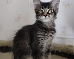 Кошки в Москве: Котята мейн-кун из питомника Разнополые, 45 000 руб. - фото 1